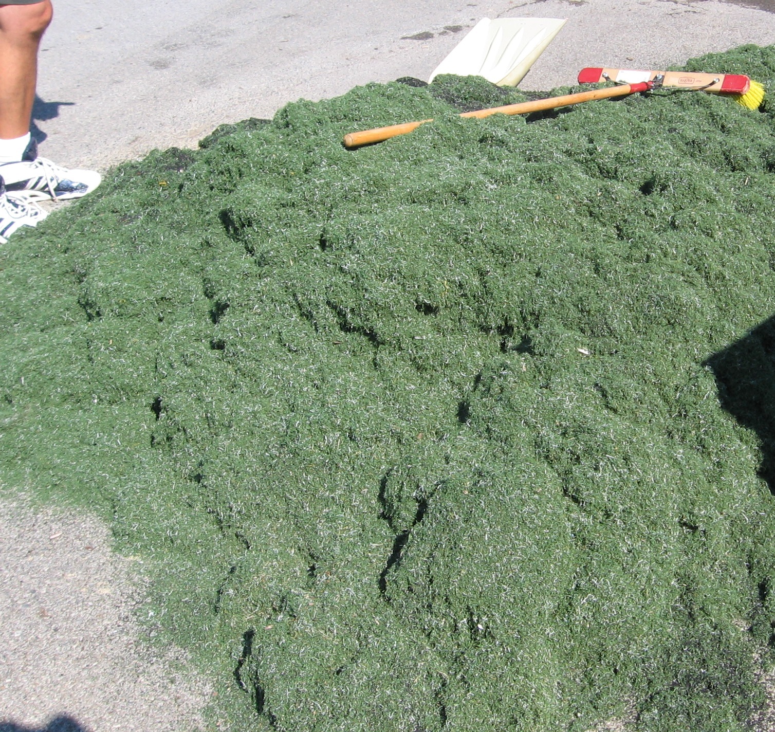 Broken fibers, dirt, fines, and other debris will be removed from your turf.