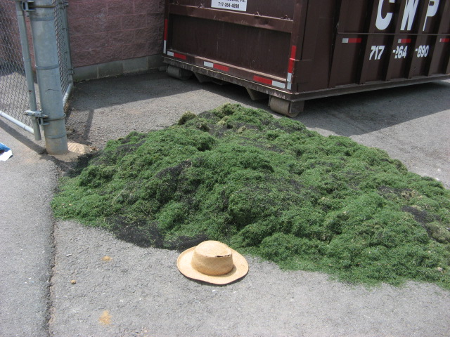 Dirt and debris removed from one of our typical grooming and cleaning process.